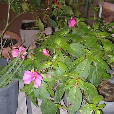 ολόκληρο στην * Πάτρα