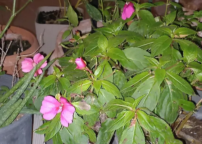 ολόκληρο στην * Patras